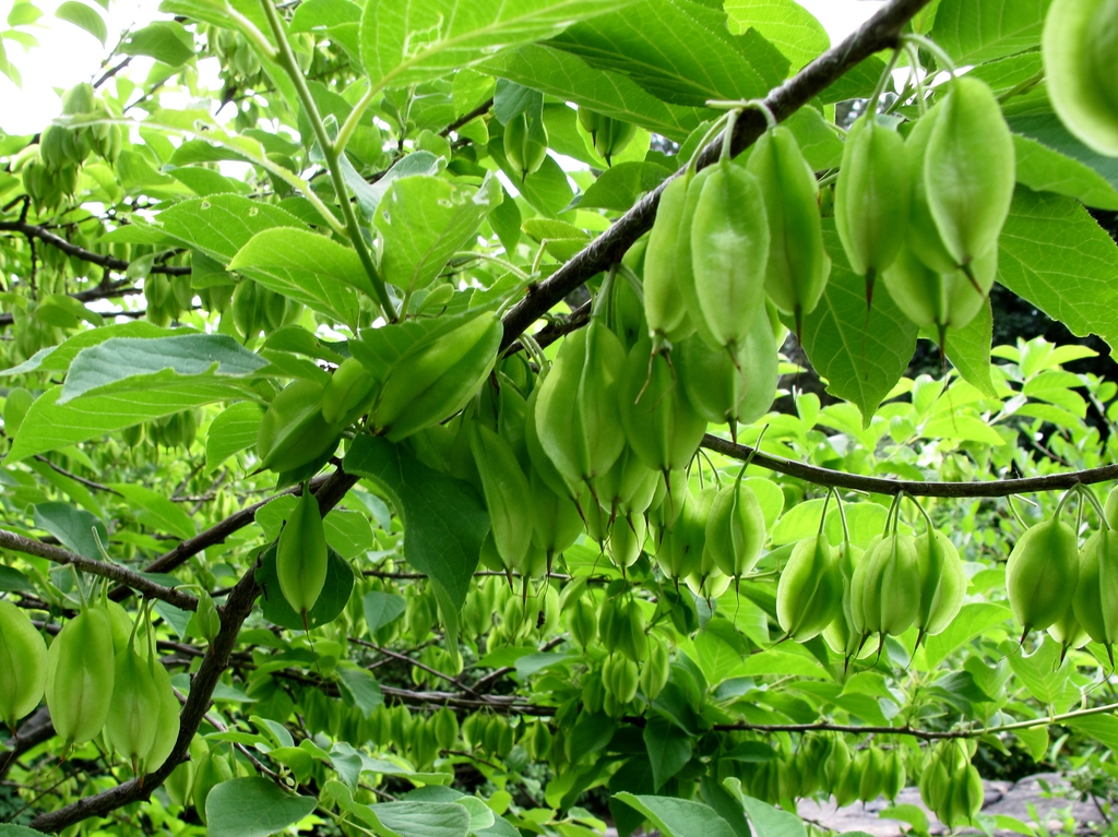 <p><em>Halesia carolina</em></p>