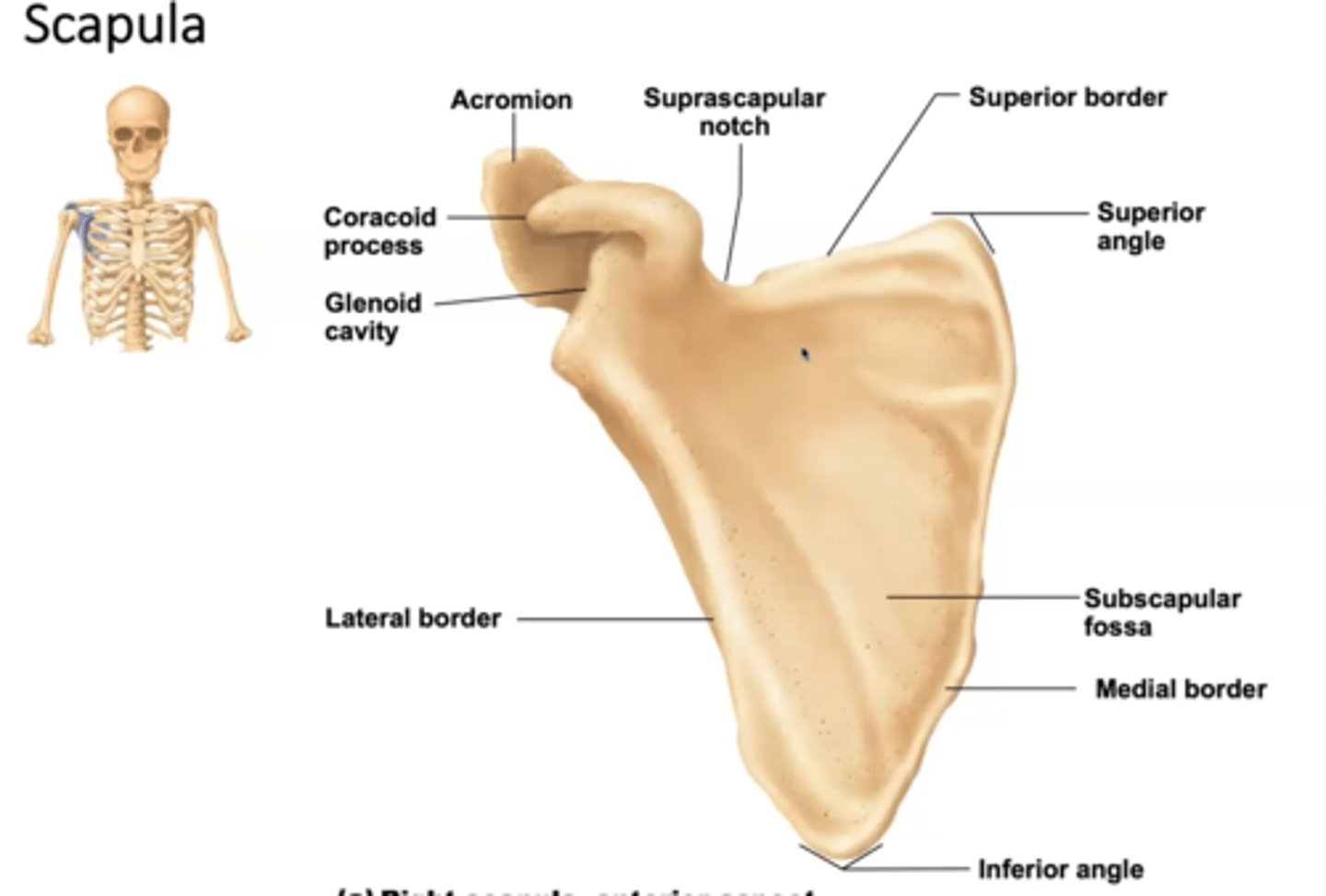 <p>-Irregularly shaped bone that has a smooth side for the ribs in the posterior aspect, and the other side for the spine.</p><p>-The scapula is home to the rotator cuff muscles. In the subscapular fossa the first of the four rotator cuff muscles is present, known as the subscapularis. These rotator cuff muscles are named after the fossa they lean on. </p><p>-Coracoid process: ligament and tendons attachment (unique).</p><p>-Glenoid cavity: where the head of the humerus articulates.</p><p>-Acromion: posterior-facing structure. Articulates with the clavicle, with the acromial/lateral end. First of the shoulder joints: Acromion clavicular joint. </p><p>Spine: landmark structure, that helps with orientation, it is located posteriorly, and at the very end of it, the acromion is present. </p><p>-Everything above the spine is the supraspinous fossa. </p><p>-Below the infraspinatus fossa, where the infraspinatus is located. </p>