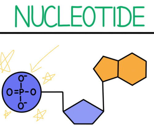<p>What part of the nucleotide is this?</p>