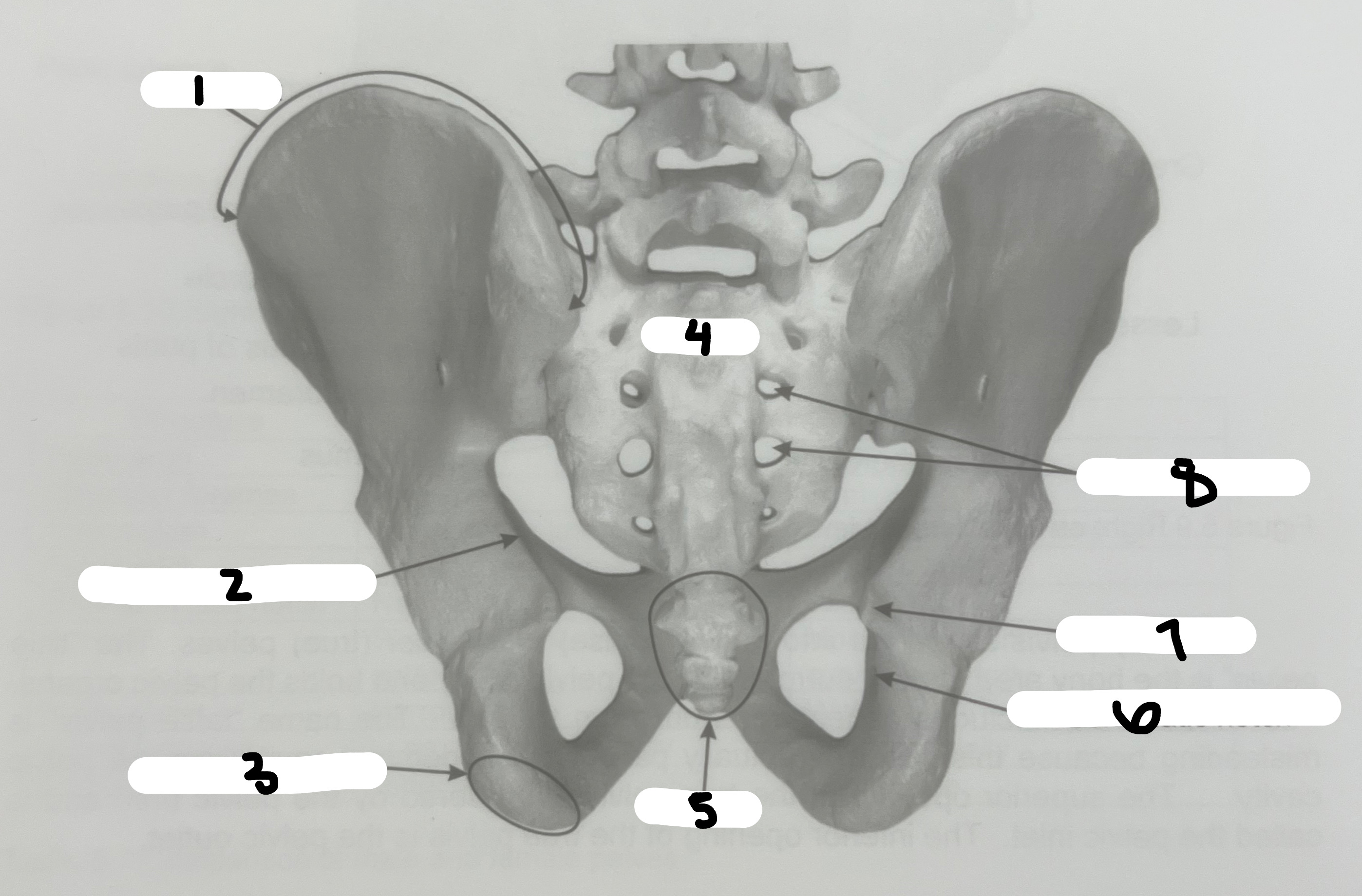 <p>What’s the name of the structure labeled #7?</p>