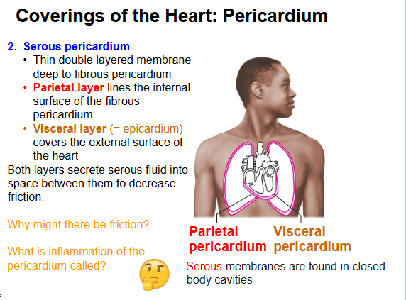 <p>Inflammation of the pericardium is called? </p>