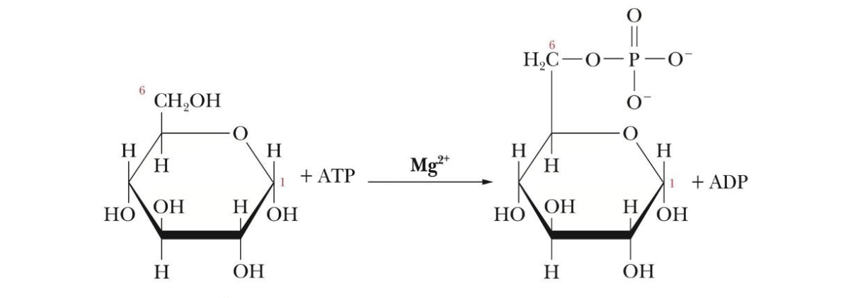 <p>What step is this and what are the products and reactants</p>