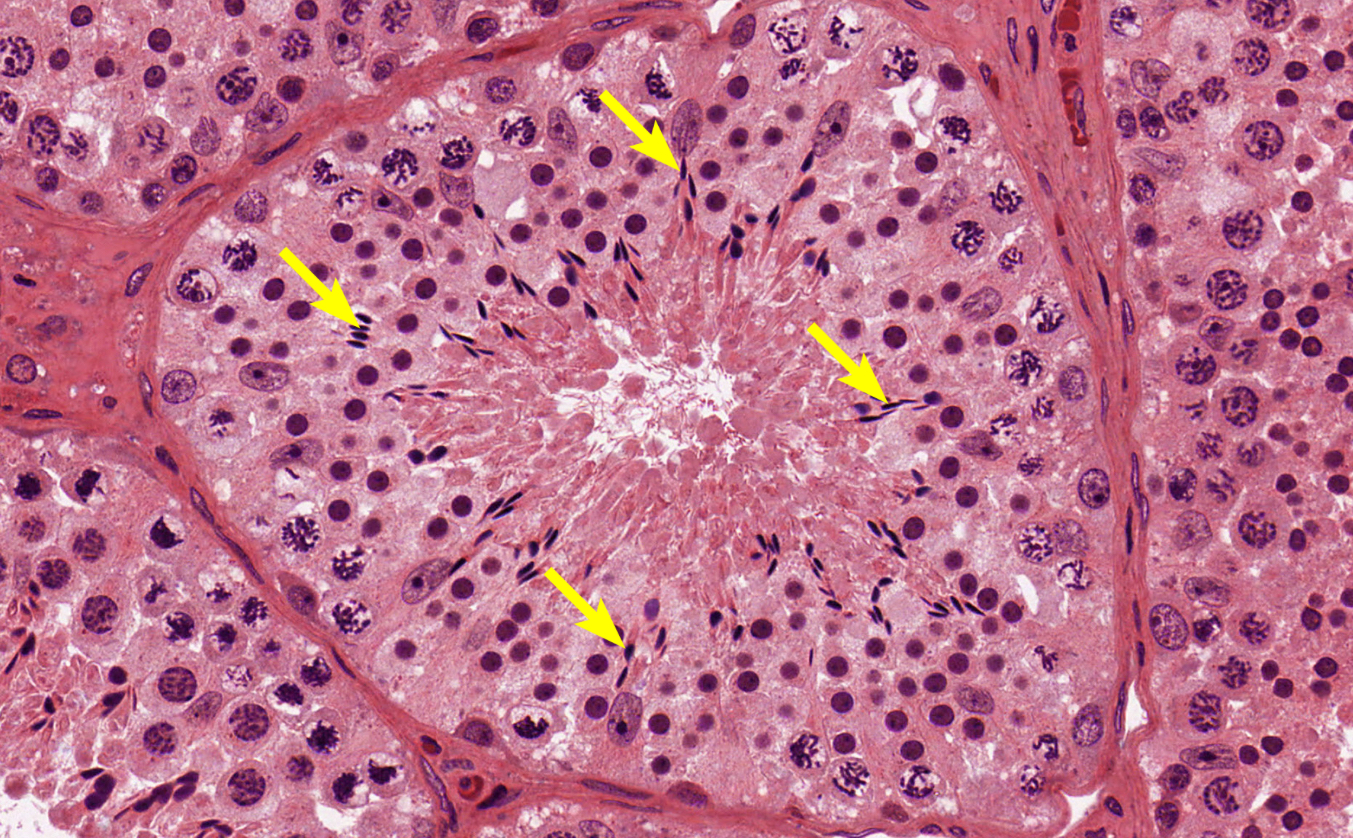 <p>histo specific; flattened long nucleus and cell</p>