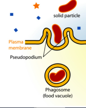 <p>Phagocytosis</p>