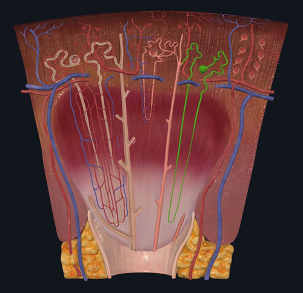 <p>ID Structure Highlighted Green</p>
