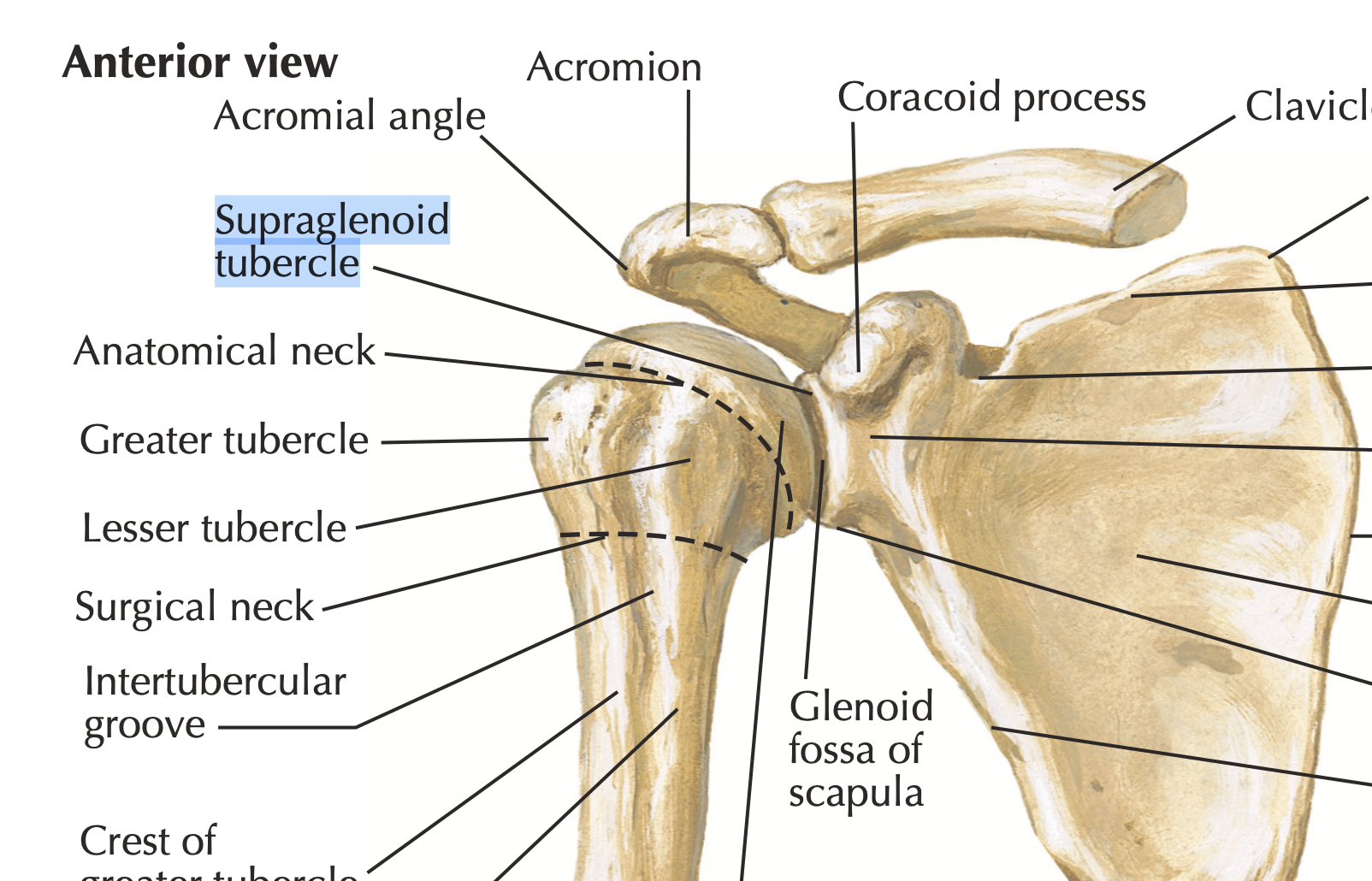 <p>Supraglenoid tubercle</p>