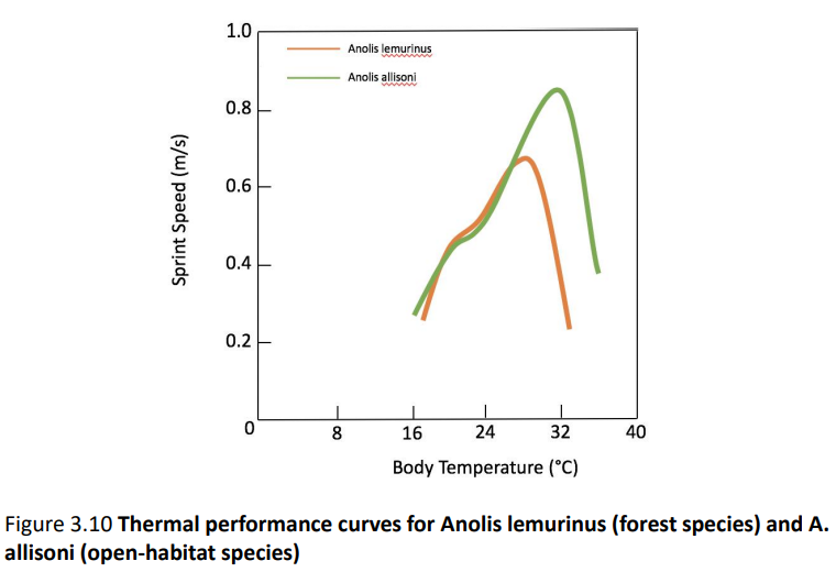 <p><strong><u>What is the generalized thermal response curve for lizards: Figure 1</u></strong></p><ul><li><p>Since they are poikilotherms they do not regulate their own body temperatures so their physiology responds to environmental temperature</p></li><li><p>As ambient temperature increases, so does lizard activity</p></li><li><p>The graph follows kind of like an enzymatic reaction, as temperatures rise their activity INCREASES until reaching a threshold CTmax where it drops back off rapidly due to protein denaturation</p><ul><li><p>Ski-hill ahh thermal response curve</p></li></ul></li></ul><p></p><p><strong>CT<sub>min</sub>: </strong>Critical thermal minimum</p><p></p><p><strong>T<sub>opt</sub>: </strong>Optimal temperature at which activity is maximized (peak)</p><p></p><p><strong>CT<sub>max</sub>: </strong>Critical Thermal Maximum</p><p></p><p><strong>Thermal Range: </strong>Distance between CT<sub>min</sub> and CT<sub>max</sub></p><p></p><p><strong><u>Different species will have different thermal ranges and CTmin/max</u></strong></p><p></p><p>Different species have different thermal response curve, but ectotherms are generally like the lizard curve</p><ul><li><p>T<sub>opt</sub>/most active is much closer to CTmax before critical conditions</p></li></ul><ul><li><p>Ectotherms don’t self-regulate temperature so <strong><u>they don’t shiver in cold conditions rather they just freeze</u></strong></p><ul><li><p><strong><u>Righting response</u></strong></p><ul><li><p>Ability of organism to stay upright</p></li></ul></li></ul></li></ul><p></p><p>Forest species vs Open-Habitat species have similar curves at slightly different ranges</p><ul><li><p>The forest species (Anolis Lemurinus) LIzard has a much sharper drop off much sooner after reaching T<sub>opt</sub> (optimum temperature)</p></li></ul><p></p>