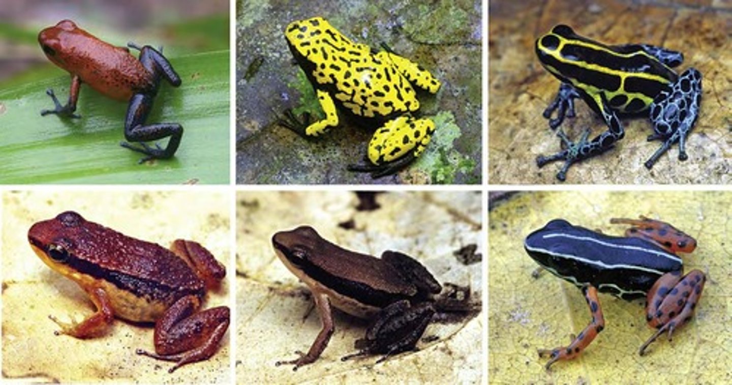 <p>Bright colors that warn predators of toxicity.</p>