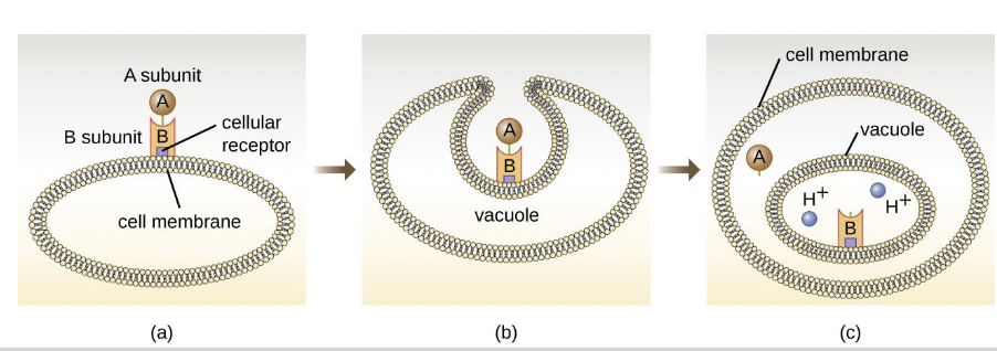 <p><span style="color: #000000">• A subunit is toxic.<br>• B subunit binds host cell receptors.<br>• Many B subunits are complexes of 5 units arranged as a ring.<br>• ADP-ribosyltransferase inactivates or alters target proteins.</span></p>