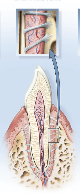 <p>fibrous joint - the fibers are very short and allow for little or no movement</p>