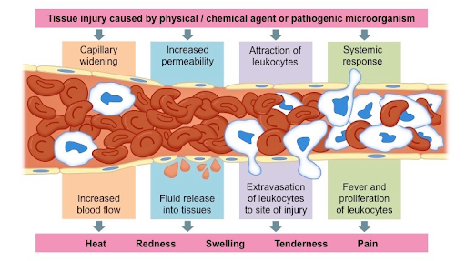 <p>Body temperature rises: This is due to the fact that the blood vessels are expanding to quickly bring more cells to defend your body. Also, it inhibits the growth of pathogens. As the blood vessels dilate, blood plasma leaks out into the impacted area to containing the invading pathogen. This fluid is seen as inflammation at the site.</p>