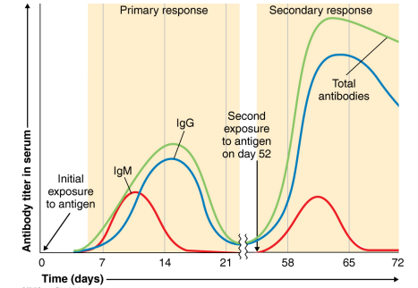 <p>What is immunological memory?</p>
