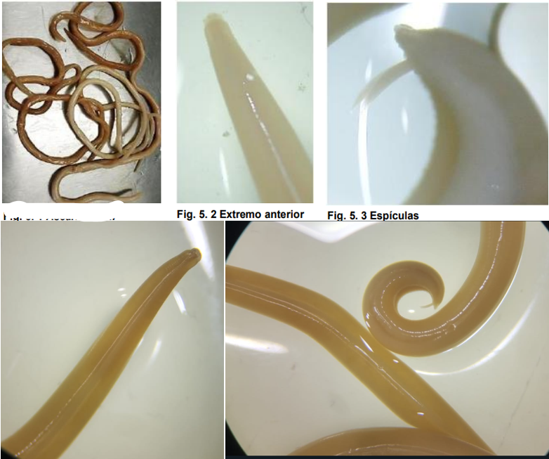 <ul><li><p>localización : intestino delgado</p></li><li><p>Huésped: cerdo</p></li><li><p>Ciclo de vida directo</p></li><li><p>Presenta 3 labios</p></li><li><p>M: espiculas, extremo posterior es cónico y curvado ventralmente a modo de gancho.</p></li><li><p>H: extremo posterior termina en forma recta.</p></li></ul>