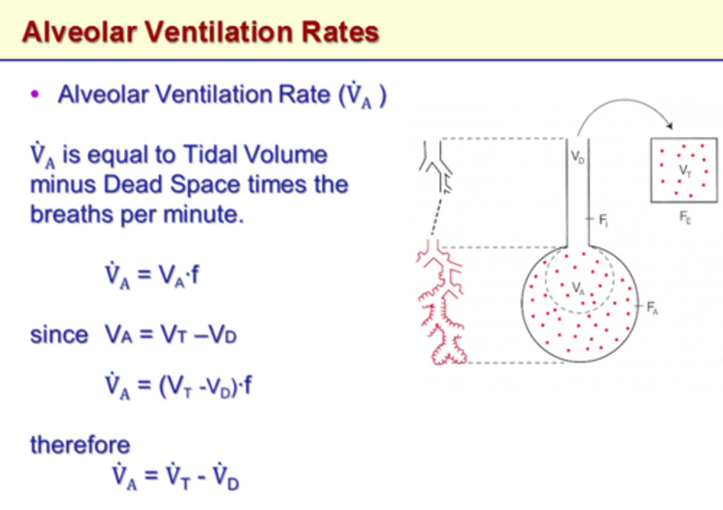 <p>The volume of air that reaches the alveoli. It is determined by subtracting the amount of dead space air from the tidal volume.</p>