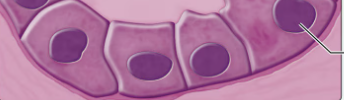 <p>what type of epithelium is this?</p>