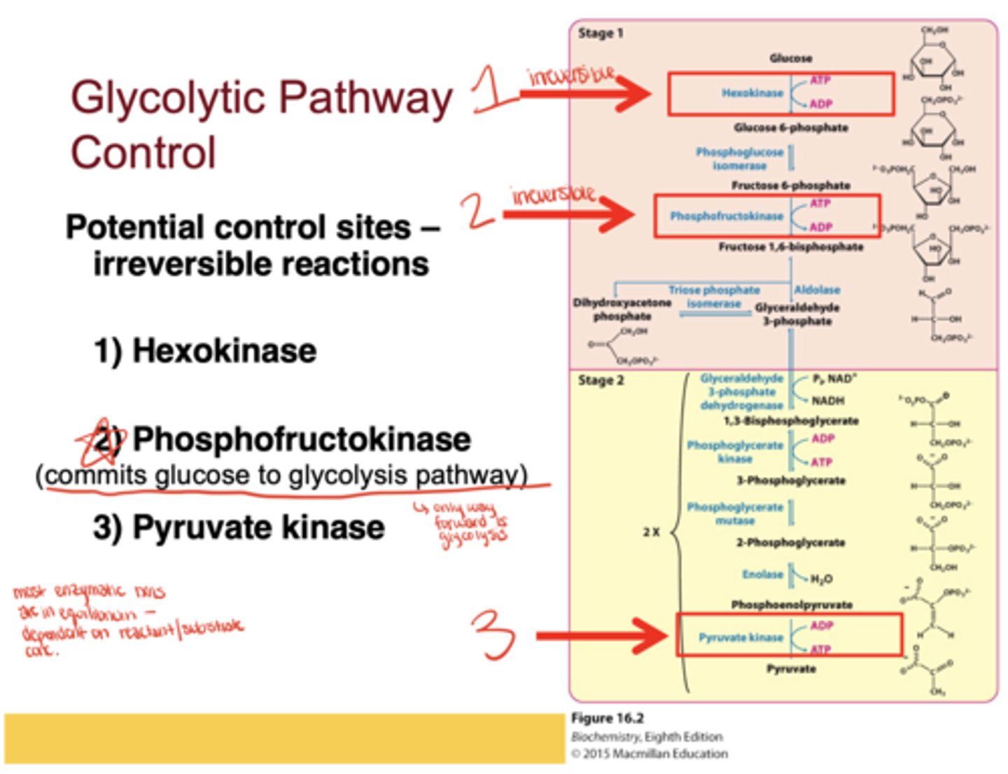 <p>Hexokinase, phosphofructokinase (PFK), and pyruvate kinase</p>