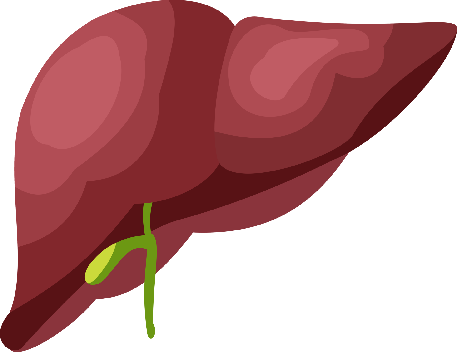 <p>What organ is shown here?</p>