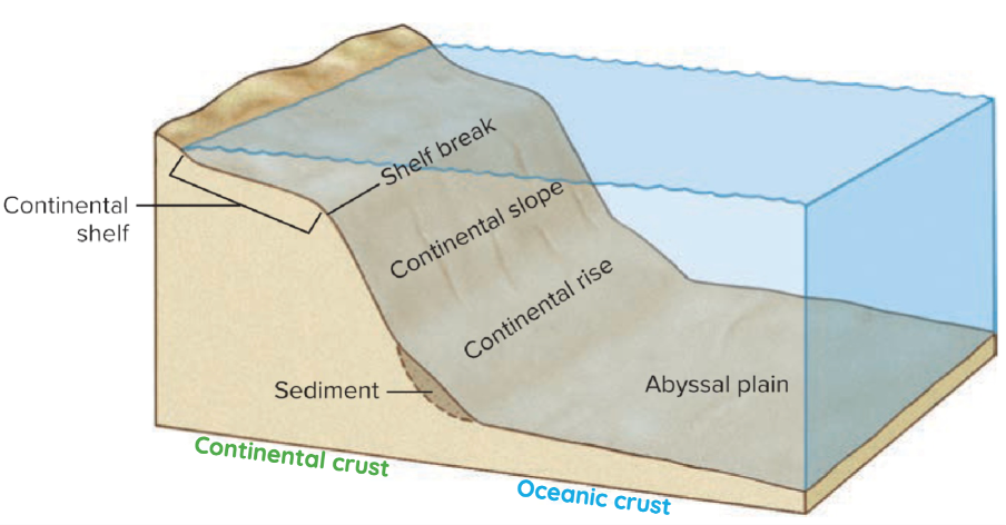 <p><strong>Continental shelf:</strong> 8% of ocean surface but <strong>biologically richest</strong> part of the ocean</p><p><strong>Shelf break:</strong> Depths of 120-200m</p><p><strong>Continental slope: </strong>Deep <strong>submarine canyons</strong> leading to ocean floor</p><p><strong>Continental rise: </strong>Sediments building up at the base of the slope</p>