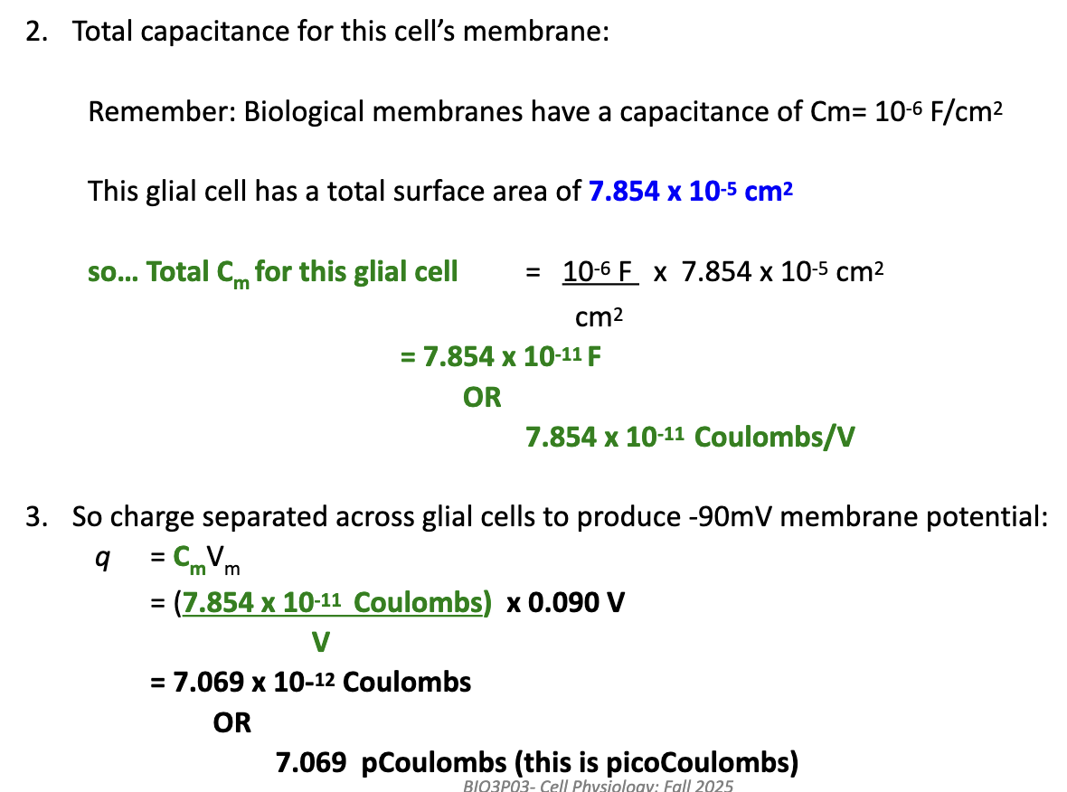 <ol start="4"><li><p><u>Total Capacitance of the Cell:</u> <strong>C<sub>cell</sub>&nbsp;= C<sub>m</sub>&nbsp;x<sub>&nbsp;</sub>A<sub>cell</sub></strong></p><ul><li><p>(10⁻⁶ F/cm²)(7.854 × 10⁻⁵ cm²) = 7.854 × 10⁻¹¹ F or&nbsp;7.854 × 10⁻¹¹ Coloumbs/V</p></li><li><p><span style="background-color: transparent; font-family: Arial, sans-serif, Inter, ui-sans-serif, system-ui, -apple-system, BlinkMacSystemFont, &quot;Segoe UI&quot;, Roboto, &quot;Helvetica Neue&quot;, &quot;Noto Sans&quot;, &quot;Apple Color Emoji&quot;, &quot;Segoe UI Emoji&quot;, &quot;Segoe UI Symbol&quot;, &quot;Noto Color Emoji&quot;; font-size: 1.6rem;">Next steps: Find capacitance, then use q = CV</span></p></li></ul></li><li><p><u>Find Charge:</u> <strong>q = CV</strong> </p><ul><li><p>= (7.854 × 10⁻¹¹ Coloumbs / V)(0.090 V)</p></li><li><p>q = 7.069 × 10⁻¹² C</p></li><li><p>Answer: <strong>7.069 pC</strong></p></li></ul></li></ol><p></p>