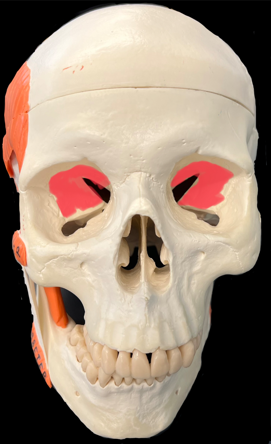 What is highlighted in red?