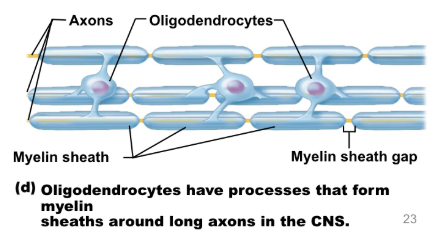 <ul><li><p><span style="background-color: transparent;">processes wrap around axons in CNS</span></p></li><li><p><span style="background-color: transparent;">create an insulating cover (myelin sheath)</span></p></li><li><p><span style="background-color: transparent;"><u>myelin sheaths</u> - increase speed of impulse conduction along axon, more energy efficient</span></p></li></ul><p></p>