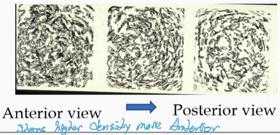 <p>More anteriorly vs posteriorly</p>