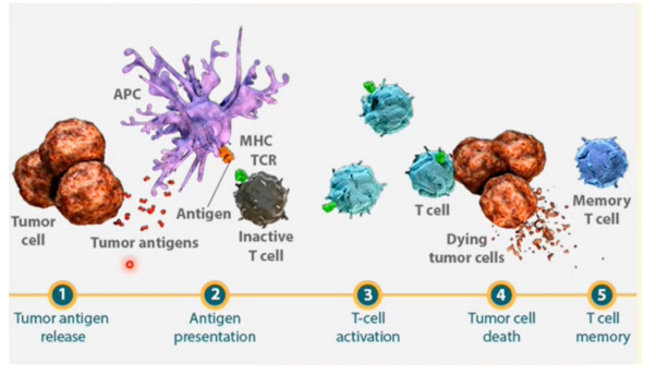 <p>Het in staat stellen van immuunsysteem om specifieke tumoren te herkennen en aan te vallen.</p><ol><li><p>tumor antigeen afgifte</p></li><li><p>antigeen presentatie door MHC op APC</p></li><li><p>Herkenning door T-cel  en activatie</p></li><li><p>Tumor cel dood door T-cel</p></li><li><p>aanmaak van memory T-cellen</p></li></ol><p></p>