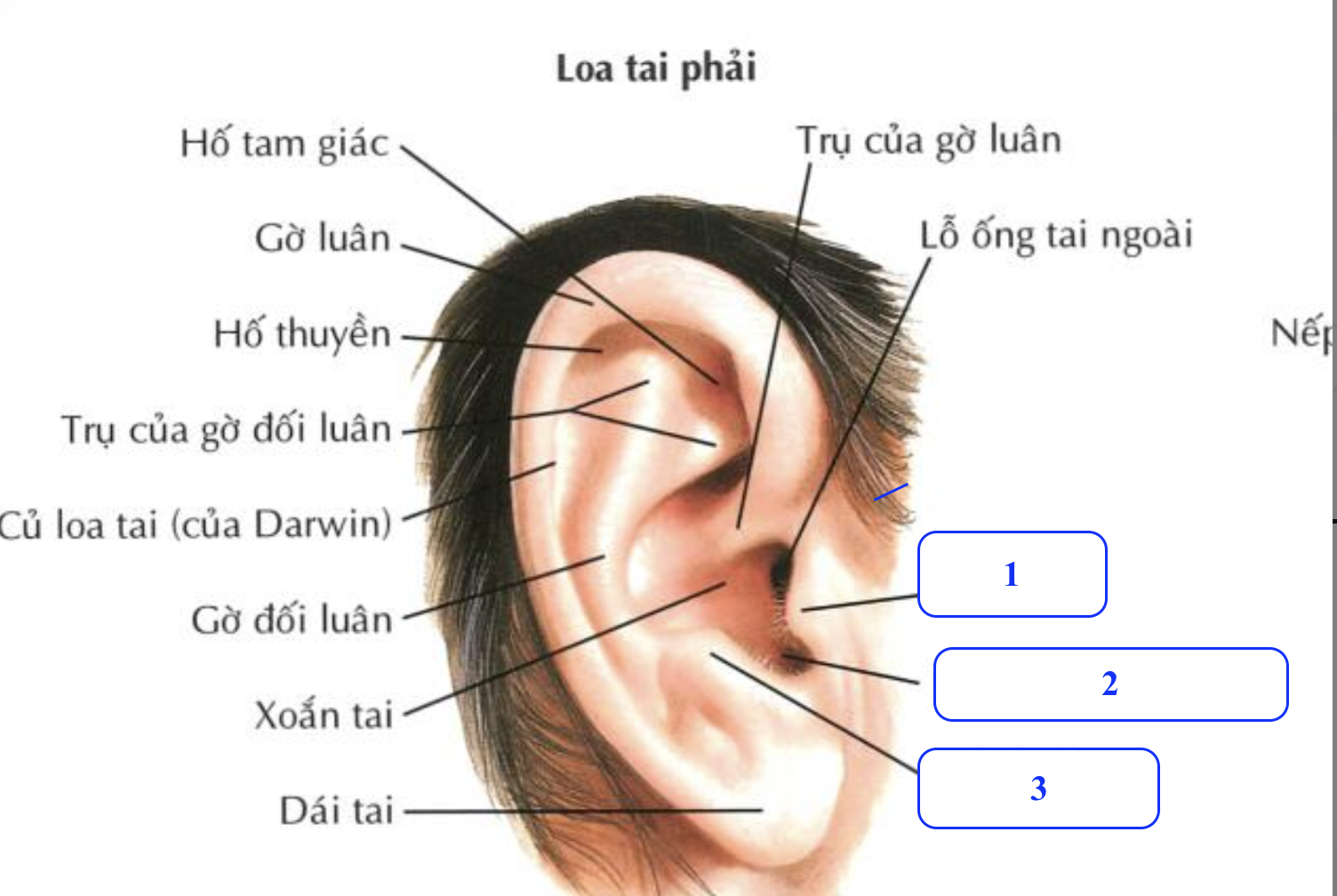 <p>Chi tiết số 1 là gì ?</p><p>Chi tiết số 2 là gì ?</p><p>Chi tiết số 3 là gì ?</p>
