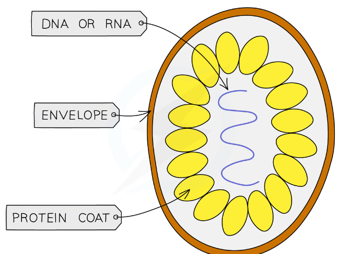 <p>-Not considered living things, can only reproduce when inside a host cel by takign over their genetic machinery l (are parasites-depends on other organisms to grow and reproduce)and is theri onyl living quality</p><p>-They are particles rather then cells</p><p>-Tehyc oem in lots of different shapes and sized and infect all types of living organsims</p><p>-are much smaller then bacteria cells and are between 0.01 and 0.1 micrometer in diameter</p><p>-made up of a central core of genetic information which can be either DNA or RNA surrounded by a protein coat known as a capsid made up of subunits of capsumers.</p><p>- They have no cytoplasm,nucleus,organelles or a cell membrane</p><p>Examples include the tobacco mosaic virus that causes discolouring of the leaves of tobacco plants by preventing the formation of chloroplasts, the influenza virus that causes ‘flu’ and the HIV virus that causes AIDS.</p>