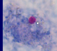 <ul><li><p>Rotate between asexual and sexual reproduction</p></li><li><p>Ability to produce “spores” in complex life cycle</p></li></ul><p></p>