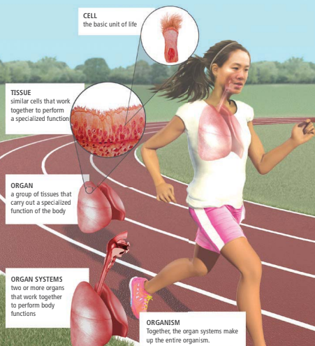 <p>The basic structural and functional unit of all known living organisms.</p>