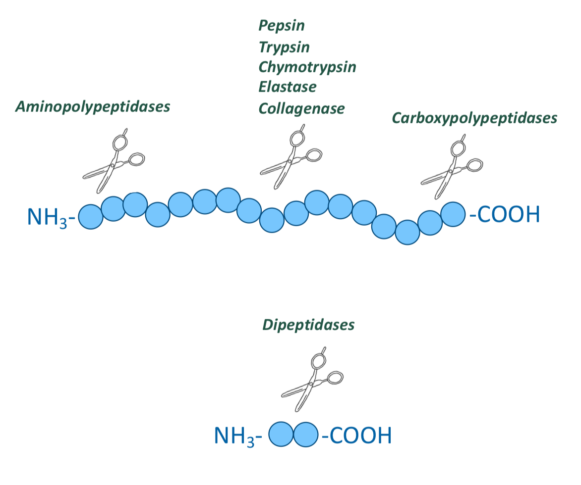 <p>cholecystokinin and secretin - GI hormones</p>