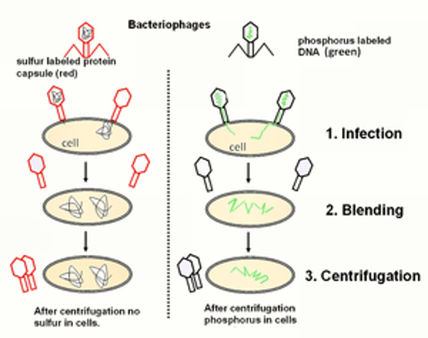 <p>On the left, the phage protein was labeled with S-35. The protein coat is shown labeled in blue as a result. The phage are allowed to infect, and then they used a blender to mix up and separate the phage from the infected bacteria, which could be centrifuged.</p><p>On the right, the DNA was labeled with P32. The labeled phages were allowed to infect, and the parent phages were again removed by blending and the infected bacteria were centrifuged.</p><p>They knew that the bacteria pelled were infected, and therefore would have offspring phages being made inside - what was responsible for the inherited traits of these phages? The could only detect P32 inside the infected bacteria, so DNA was responsible for inheritance of the phages.</p>