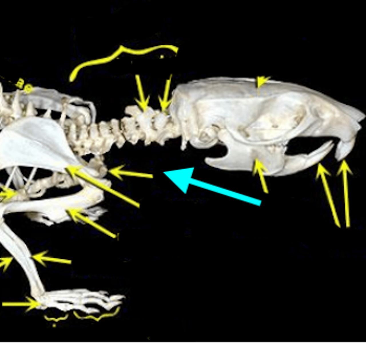 knowt flashcard image