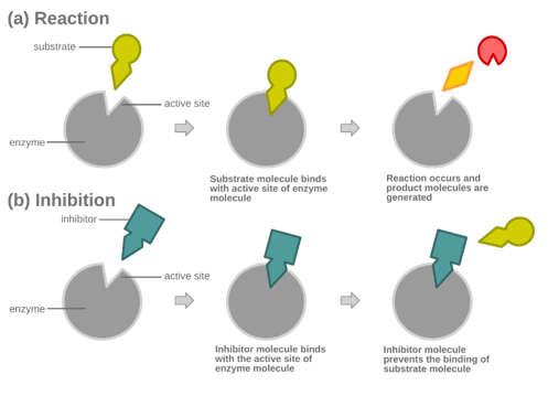 <p>Welke biochemische reactie wordt hier weergegeven (orthosterische / allosterische competitieve inhibitor, niet-competitieve modulator)?</p>