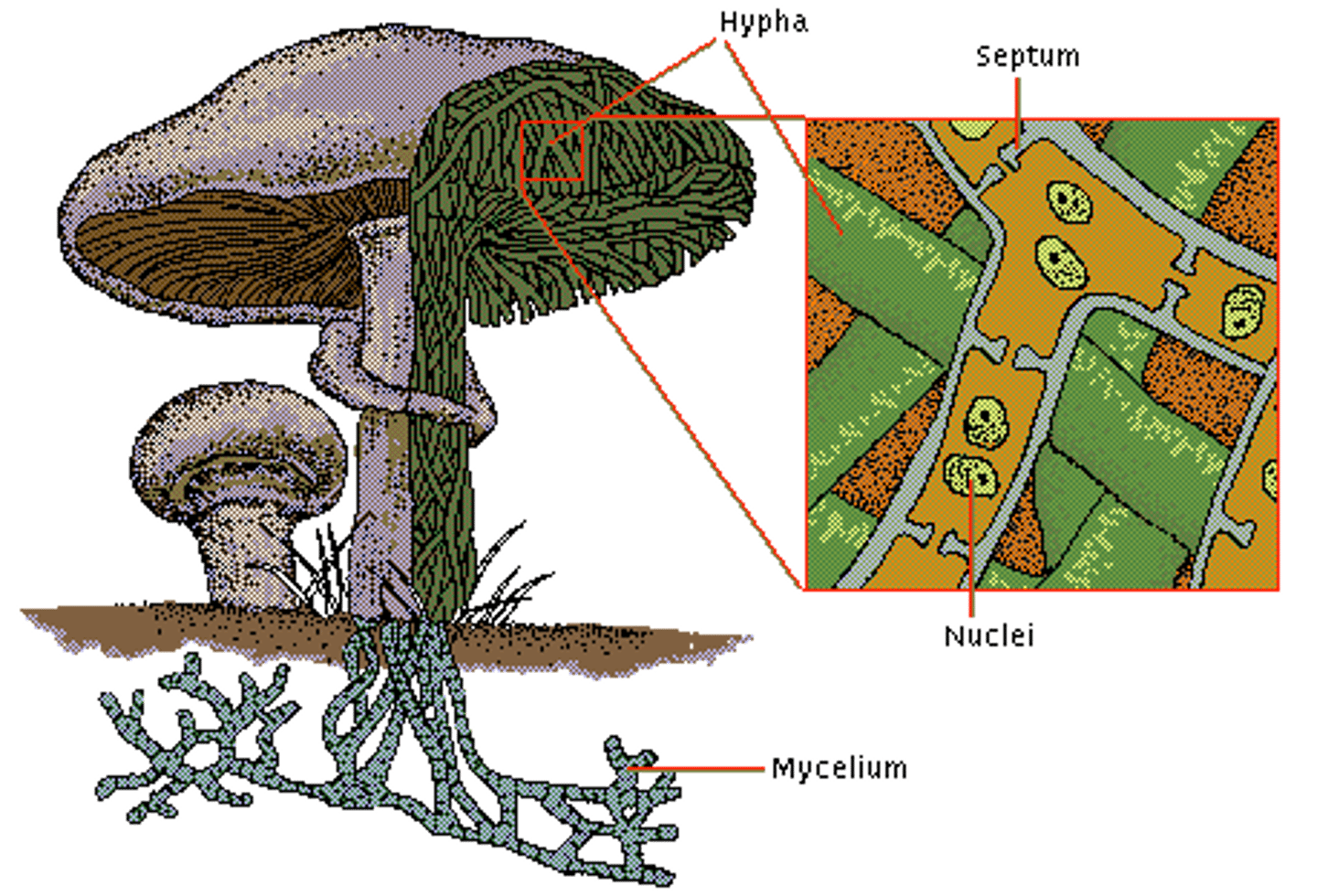 <p>The densely branched network of hyphae in a fungus</p>