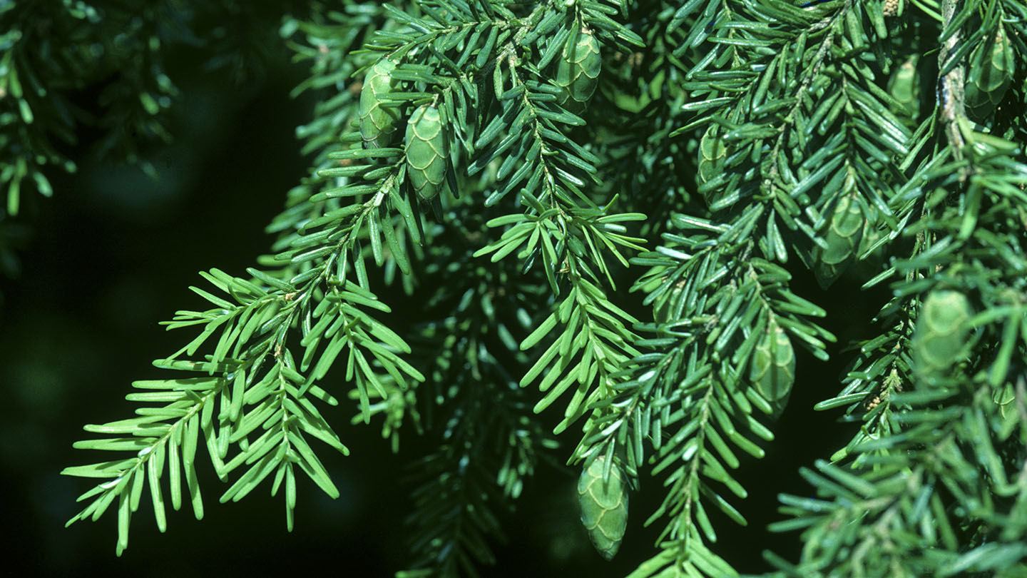 <p>tsuga heterophylla</p><p>characteristics: “bad hair day” needle arrangement, small scaly cones, droopy branches, flad rounded needles</p>