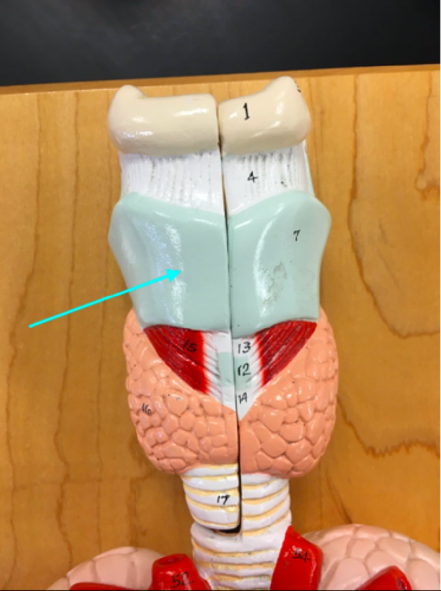 <p>What structure of the heart/lung model is the blue arrow pointing at?</p>