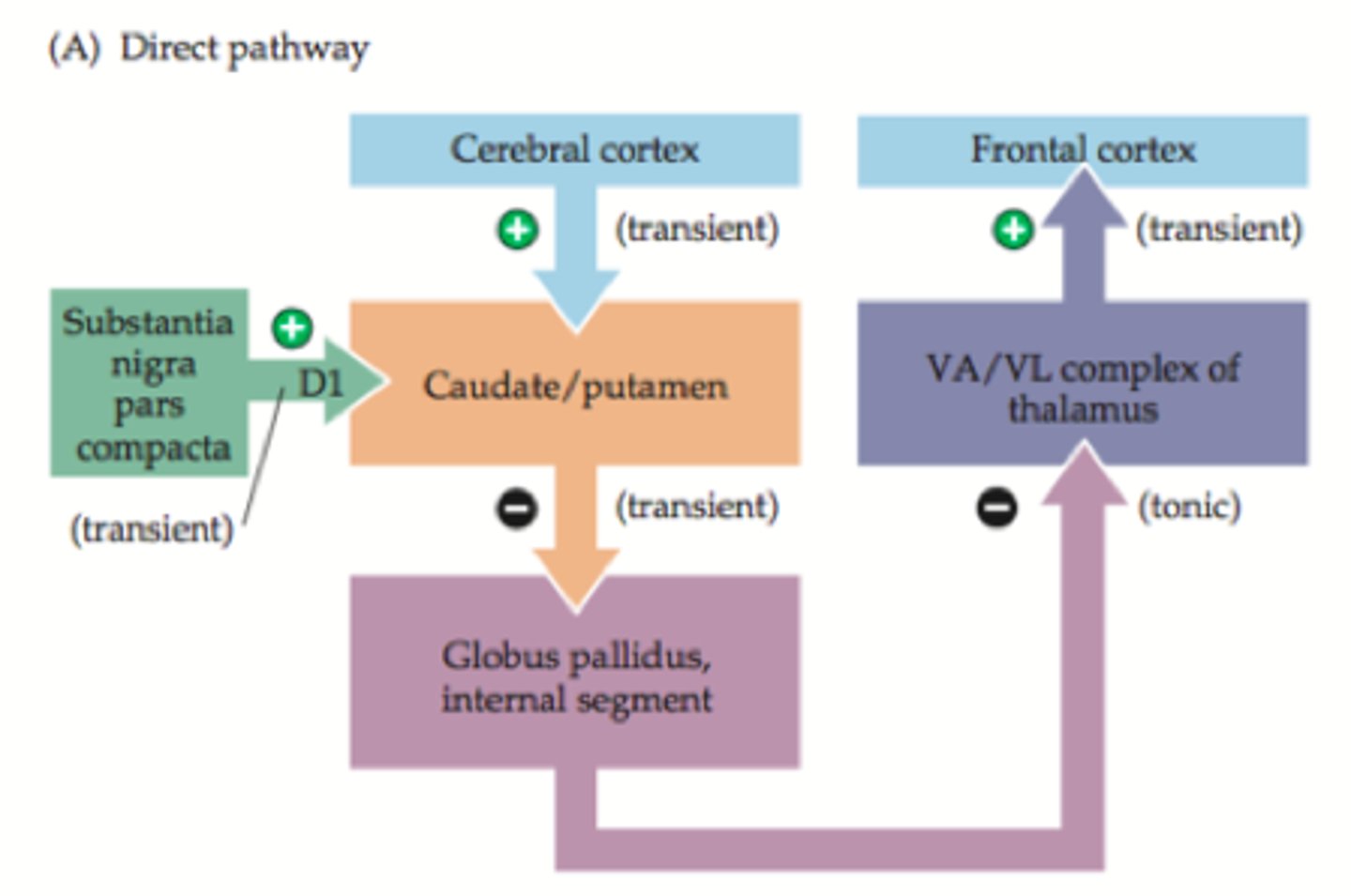 <p>Cortex release glutamate --> Excitatory to striatum --> release GABA --> globus pallidus inhibited --> won't release gaba to thalamus --> thalamus is excited --> we get more movement</p>