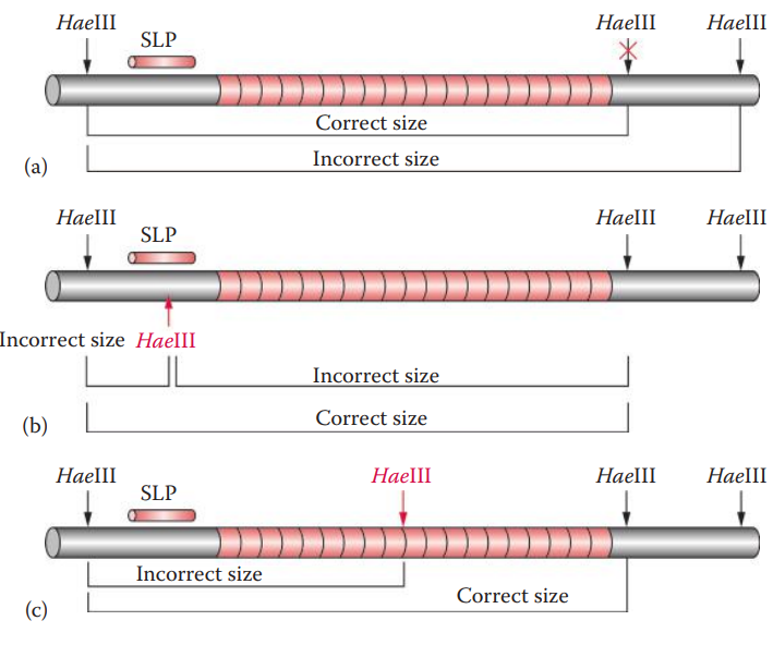 Effects of point mutations on the RFLP profile.