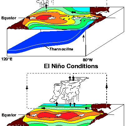 <p>ENSO</p>