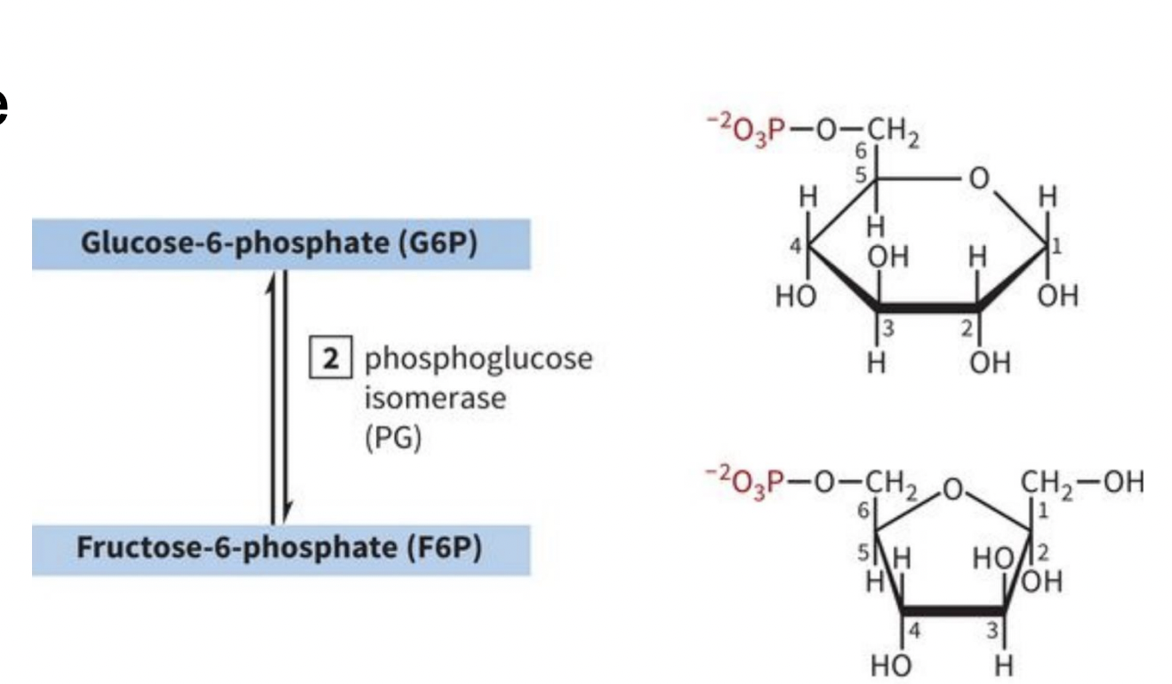 <p>INVESTMENT/PREPARATORY PHASE STEP 2: Glucose Isomerization</p>