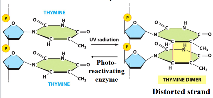 <p>a category of repair mechanisms for spontaneous mutations</p><p>an altered molecule is fixed by reversing the chemical transformation</p><p>requires specific enzymes for each individual lesion</p><p>e.g. thymine dimers can be reacted, using a specific photoreactivating enzyme</p><p>(in picture, work backward)</p>
