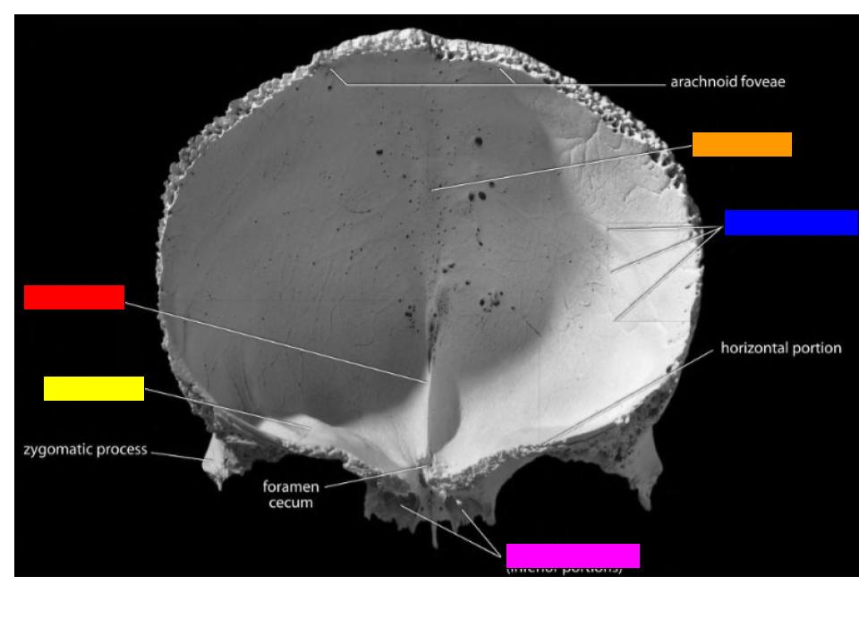 <p>What is the structure labeled in yellow?</p>
