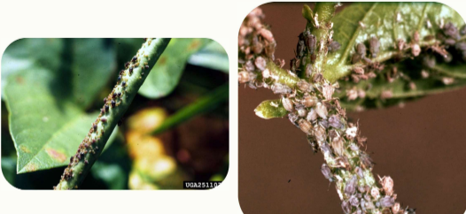 <p>Common name:</p><p>Scientific name:</p><p>Damage:</p>