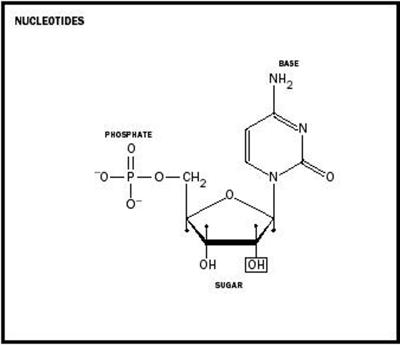 <p>monomer of nucleic acids made up of a 5-carbon sugar, a phosphate group, and a nitrogenous base</p>