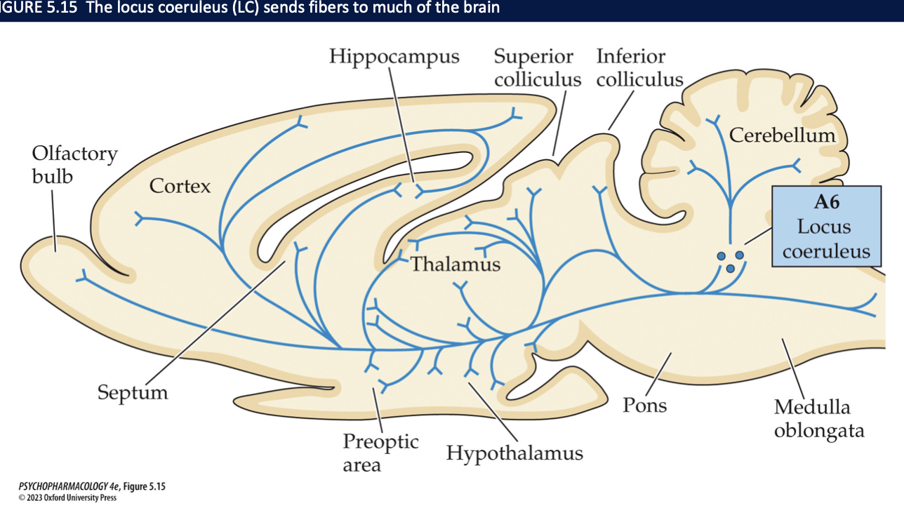 <ol><li><p>pons</p></li><li><p>locus coerluleus (LC)</p></li><li><p>DBH</p></li><li><p>almost all areas of the forebrain </p></li><li><p>sensory information processing </p></li></ol><p></p>