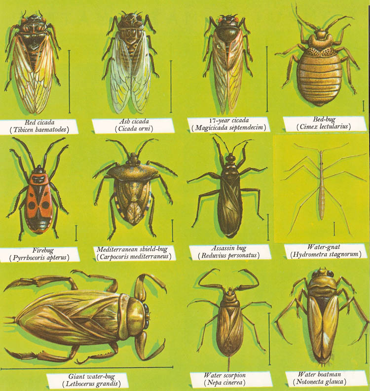 <p>Phylum?<br>subphylum?<br>class?<br>order?<br>Symmetry? Tissue type?<br>Cavity?</p>