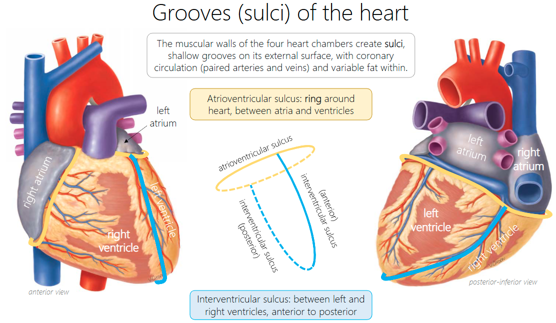 <p>ring around heart, between atria and ventricles</p>