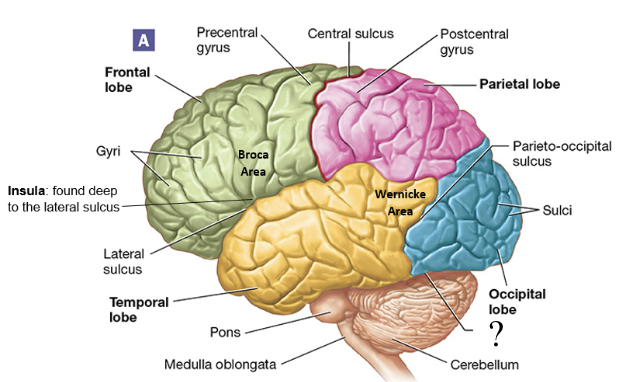 <p>deep groove found between the cerebellum and cerebrum</p>